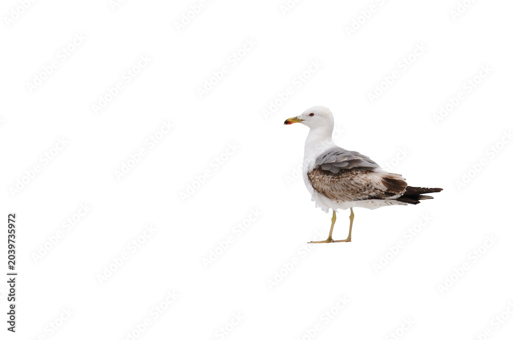 Fototapeta premium seagull isolated on transparent background