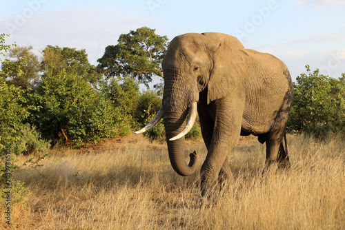 Photography Afrikanischer Elefant / African elephant / Loxodonta africana