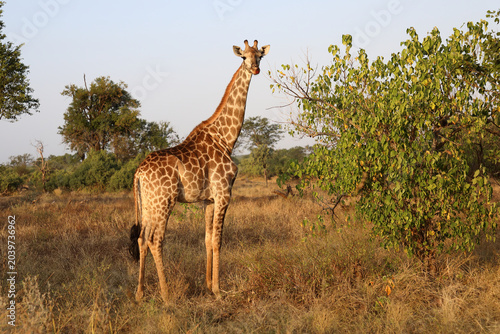 Foto Giraffe / Giraffe / Giraffa camelopardalis