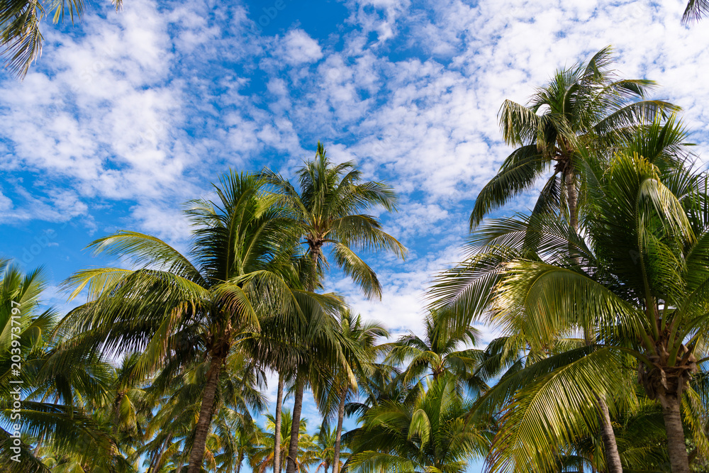 Fototapeta premium Tropical outdoor scene with palm tree. Tropical summer vacation. Exotic nature. Palm tree. Summer vacation in Miami south beach, Florida. Exotic palm tree of California. Tropical beach in Miami