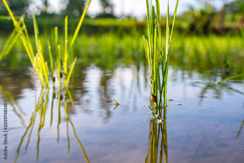 Obraz premium Golden apple snails feeding on fresh young rice leaves in water. Destructive agricultural pest crawling on green paddy crop stock photo