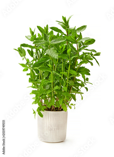 Mint plant in pot isolated on white background, fresh green peppermint herb