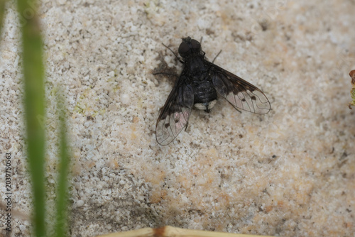Schilderij op canvas Closeup on a dark colored humble-fly or bee-fly species, Anthrax, resting on a s