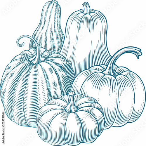 Foto pumpkins and squash line art vegetables harvest