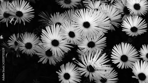 black and white flowers