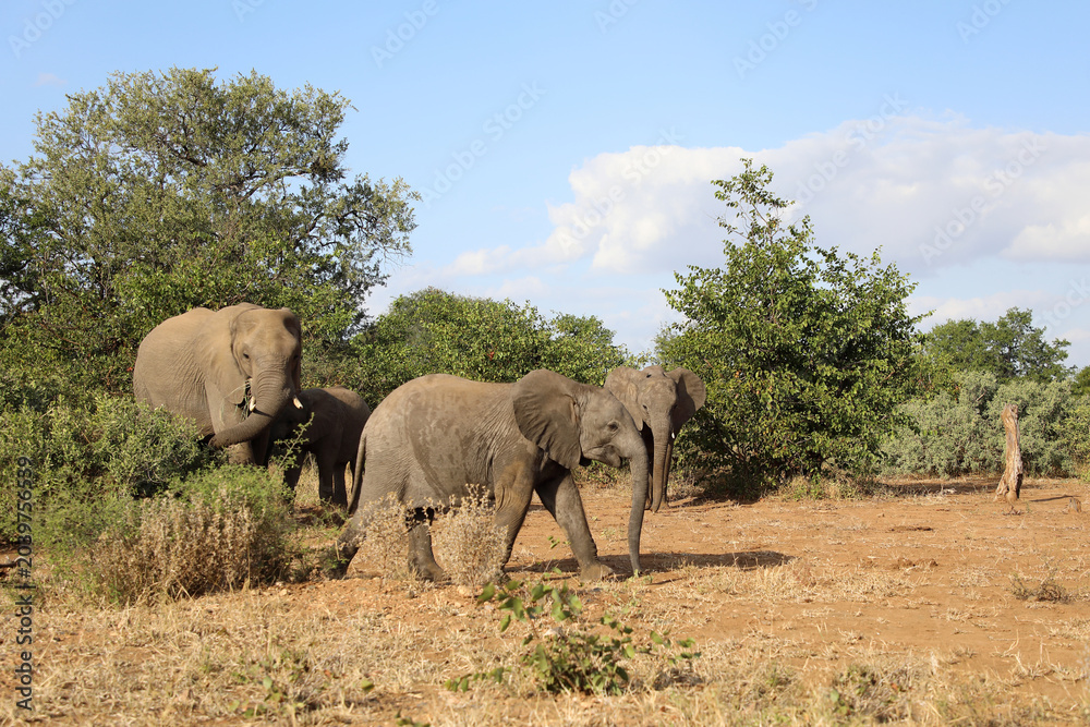 Fototapeta premium Afrikanischer Elefant / African elephant / Loxodonta africana