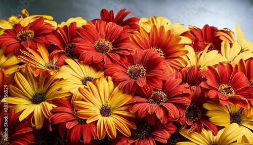 Red And Yellow Daisy Flowers