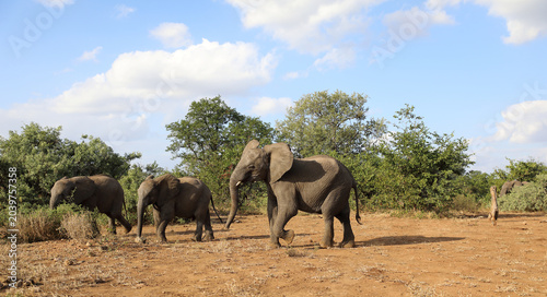 Photography Afrikanischer Elefant / African elephant / Loxodonta africana