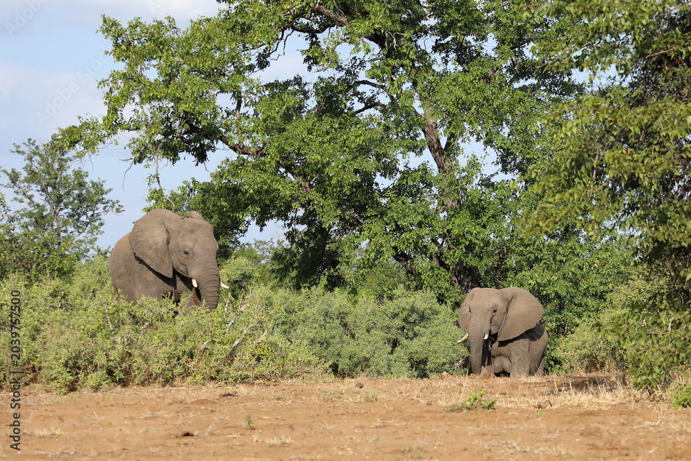 Fototapeta premium Afrikanischer Elefant / African elephant / Loxodonta africana
