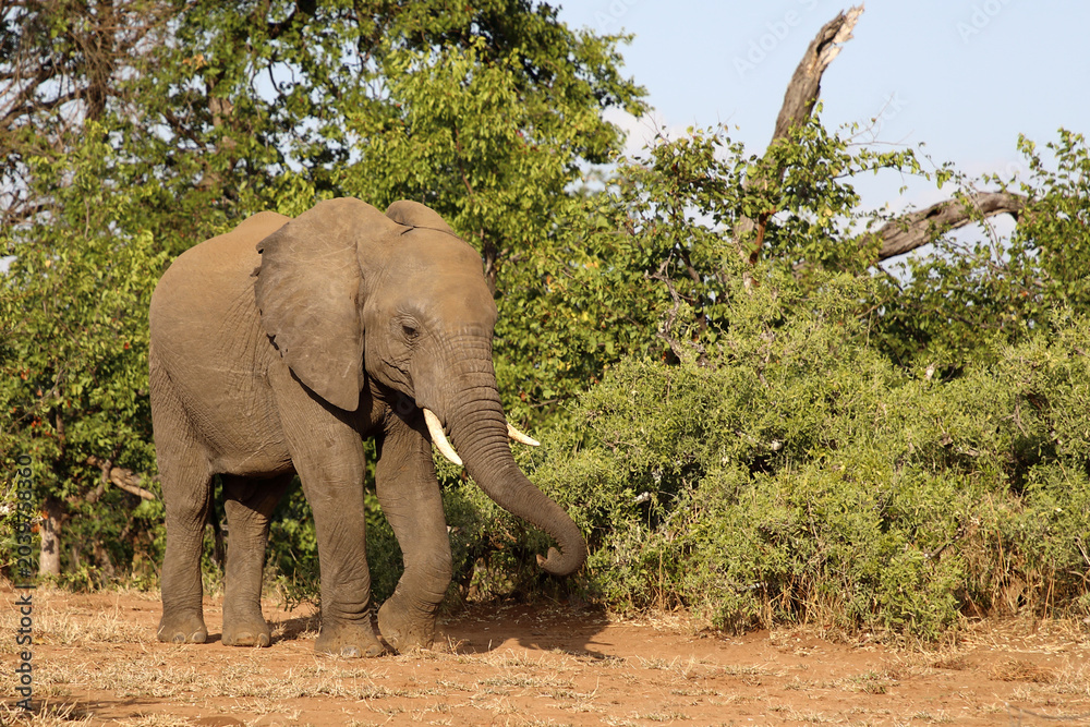 Fototapeta premium Afrikanischer Elefant / African elephant / Loxodonta africana