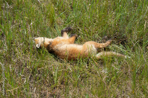 The body of a young fox in a meadow among the grass. Up to 60% of fox cubs die in the first year of life.