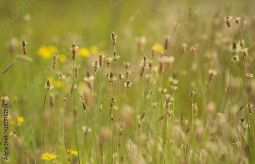Narrowleaf plantain  in an unmown meadow. Plantago lanceolata,ribwort plantain,citation needed.