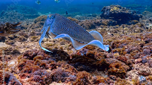 Foto Stunning close-up of a cuttlefish with vibrant zebra patterns swimming over a ro