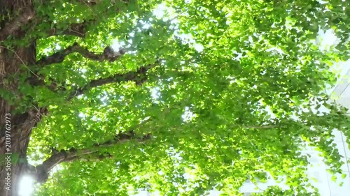 green leaves in the sun