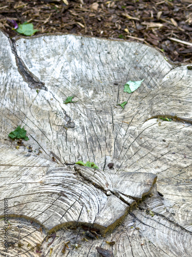 Tree stump showing years of growth rings in a garden with fallen leaves around it