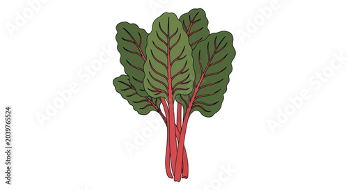 Fresh swiss chard illustration with green leaves and red stems isolated on white background