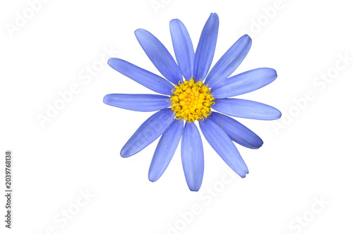 Beautiful blue flower with yellow center over transparent background