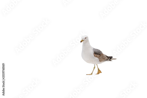 seagull isolated on transparent background