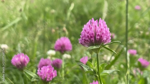 Beautiful red clover blooming in a green summer meadow