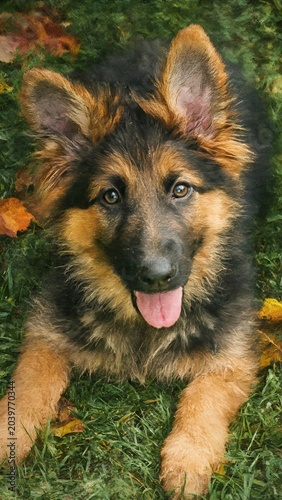 german shepherd dog