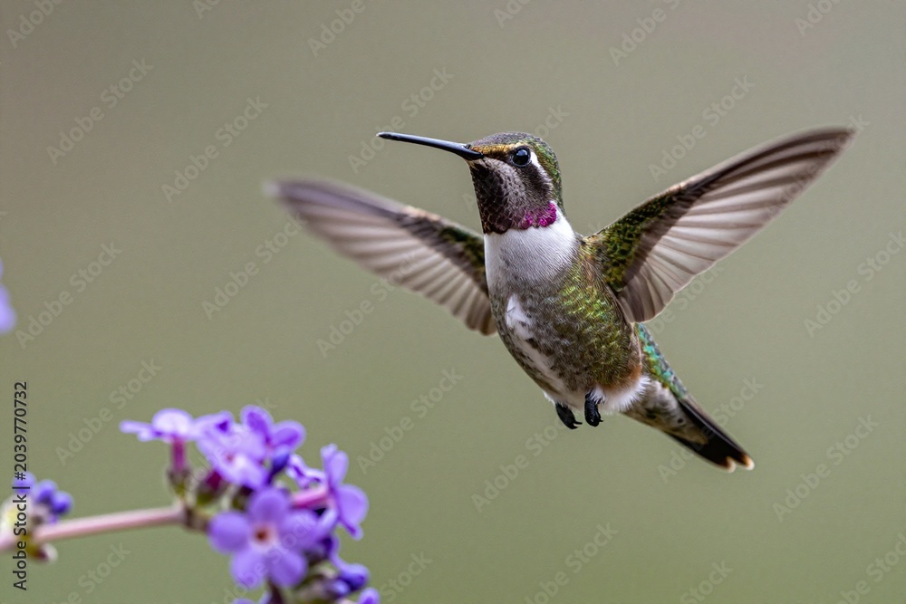 Obraz premium A hummingbird is flying near a purple flower