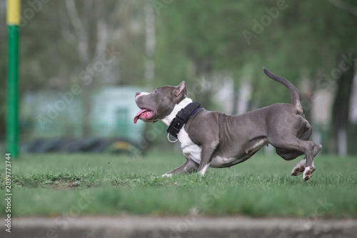 Foto Gray and white American Pit Bull Terrier walks on green grass during outdoor eve
