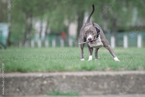 Foto Gray and white American Pit Bull Terrier walks on green grass during outdoor eve