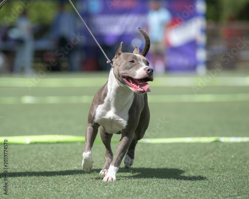 Foto Gray and white American Pit Bull Terrier walks on green grass during outdoor eve