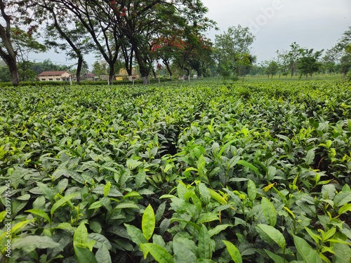 Lush Tea Plantation in Darjeeling India, Green Tea Garden Landscape with Fresh Tea Leaves, Sustainable Agriculture, Organic Farming, Beverage Industry and Eco Tourism