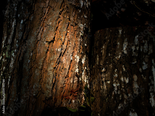 texture of mahogany bark that is decades old