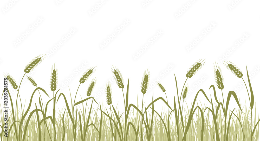 Obraz premium Beautiful illustration shows a field of golden wheat or barley stalks swaying gently in the wind against a white sky.