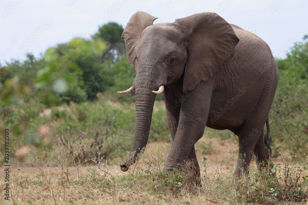 Fototapeta premium Afrikanischer Elefant / African elephant / Loxodonta africana