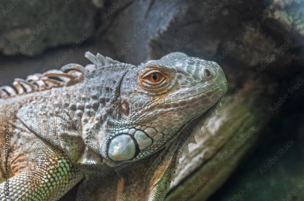 Fototapeta premium Close-up portrait of a green iguana resting among rocks in its enclosure