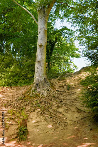 Canvastavla Impressive exposed tree roots on a dirt hillside at Herbert Park