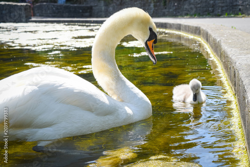 Fotografia Elegant adult mute swan with cute baby cygnet swimming in a sunny pond