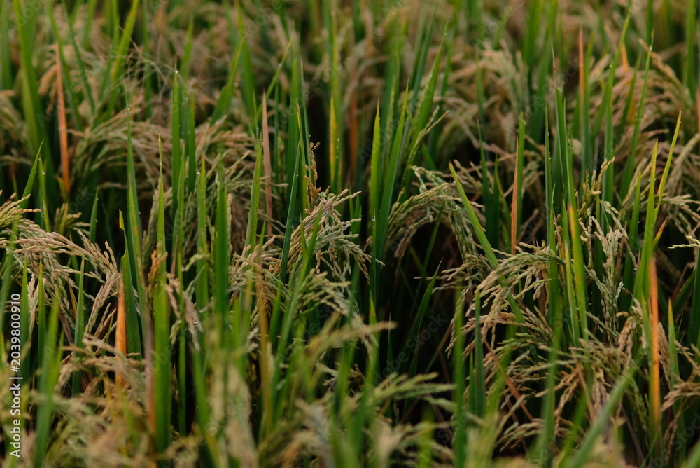 Obraz premium Rice fields - close up details of paddy plants in the fields, paddy ready to be harvested, broad paddy fields