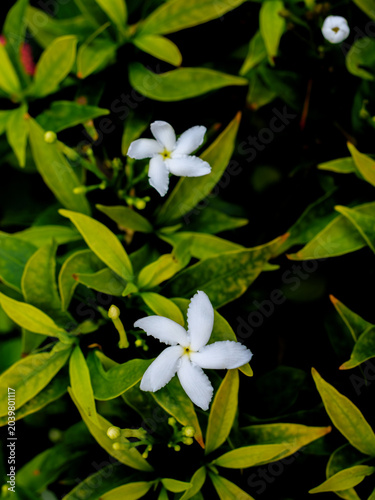 Small White Gardenia Crape Jasmine Flowers