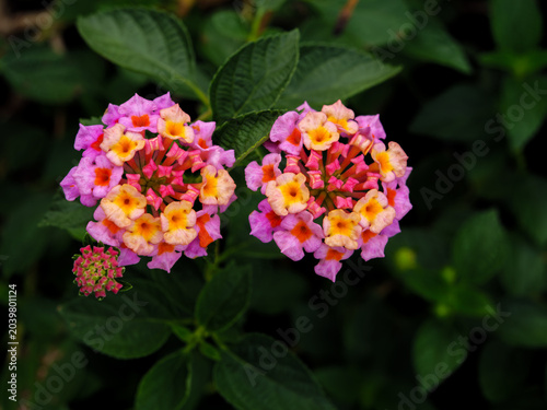 Vibrant Pink and Yellow Lantana Camara Flowers