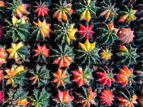 Vibrant Variegated Gymnocalycium Cacti Collection
