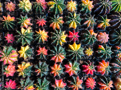 Variegated Gymnocalycium Mihanovichii Cactus Collection