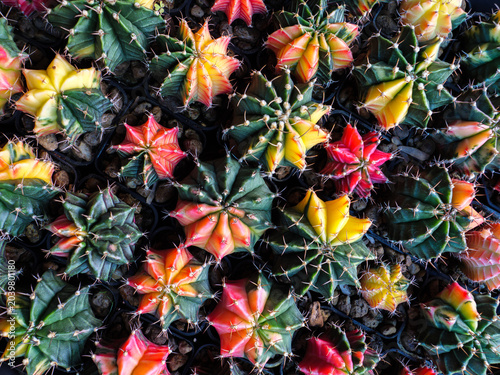 Overhead View of Variegated Gymnocalycium Cacti Group