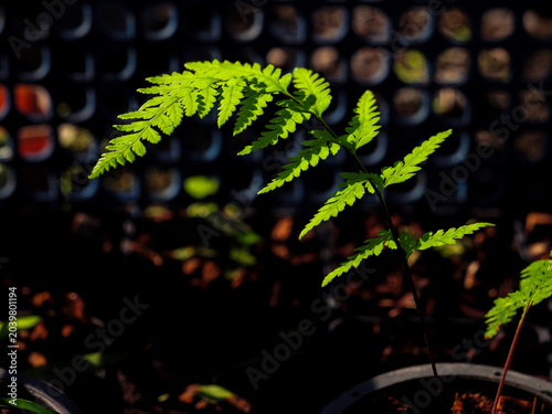 Backlit Green Fern Leaf in Dark Nursery Background