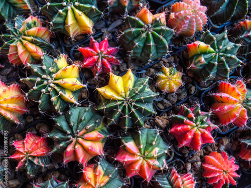 Multi-Colored Variegated Gymnocalycium Cacti Display