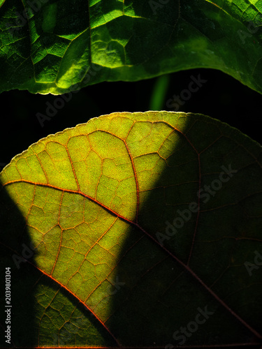 Triangular Sunlight Pattern on  Leaf Macro