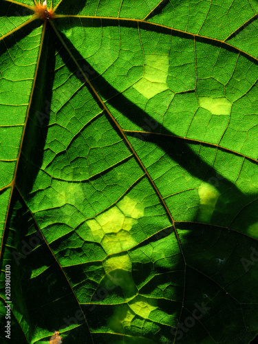 Sunlight and Shadow Patterns on Teak Leaf Macro