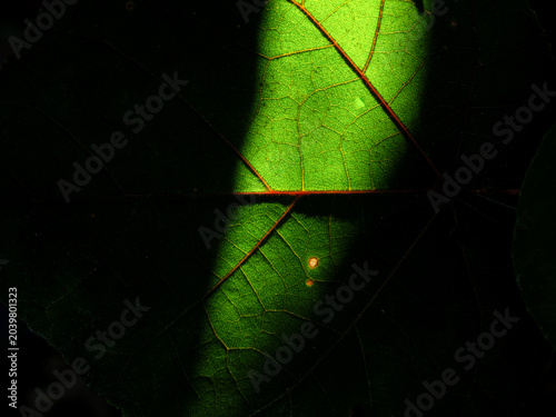 Narrow Light Beam on Dark Teak Leaf Macro