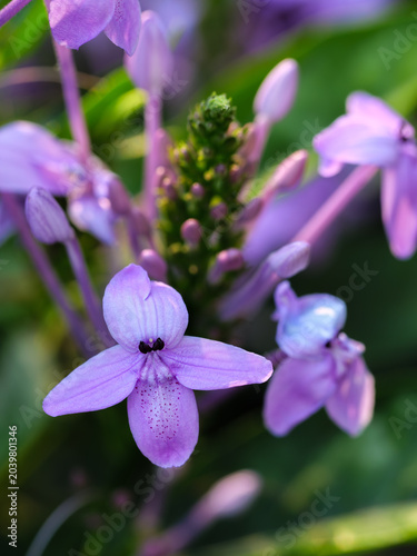 Elegant Purple Blue Sage Flowers in Soft Natural Sunlight