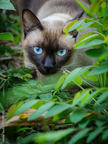 Mysterious Siamese Cat Hiding in Green Foliage with Bright Blue Eyes
