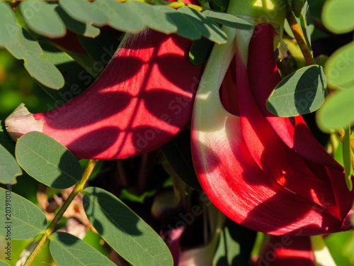 Striking Red Sesbania Flowers with Dramatic Afternoon Shadow on Stone Wall