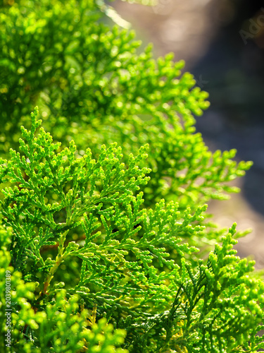 Golden Sunlight on Emerald Cypress Foliage